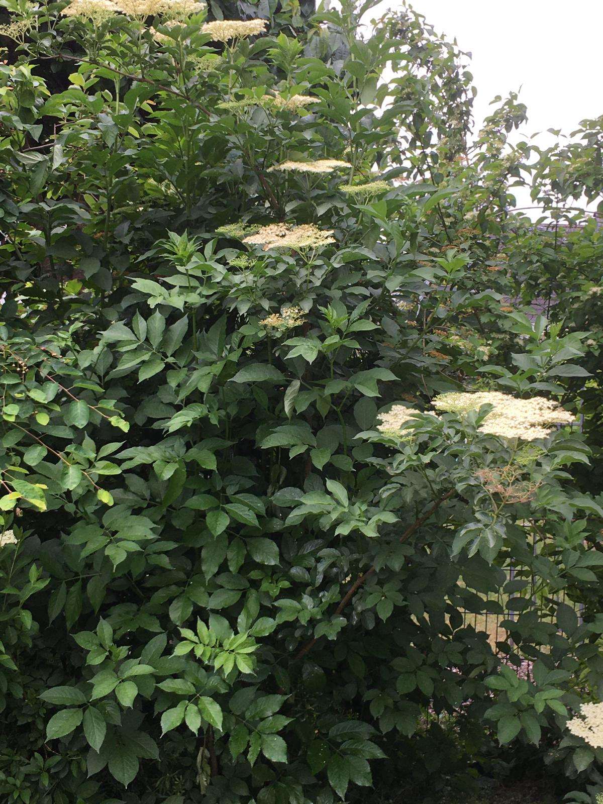 Holunderbusch Holunderbusch