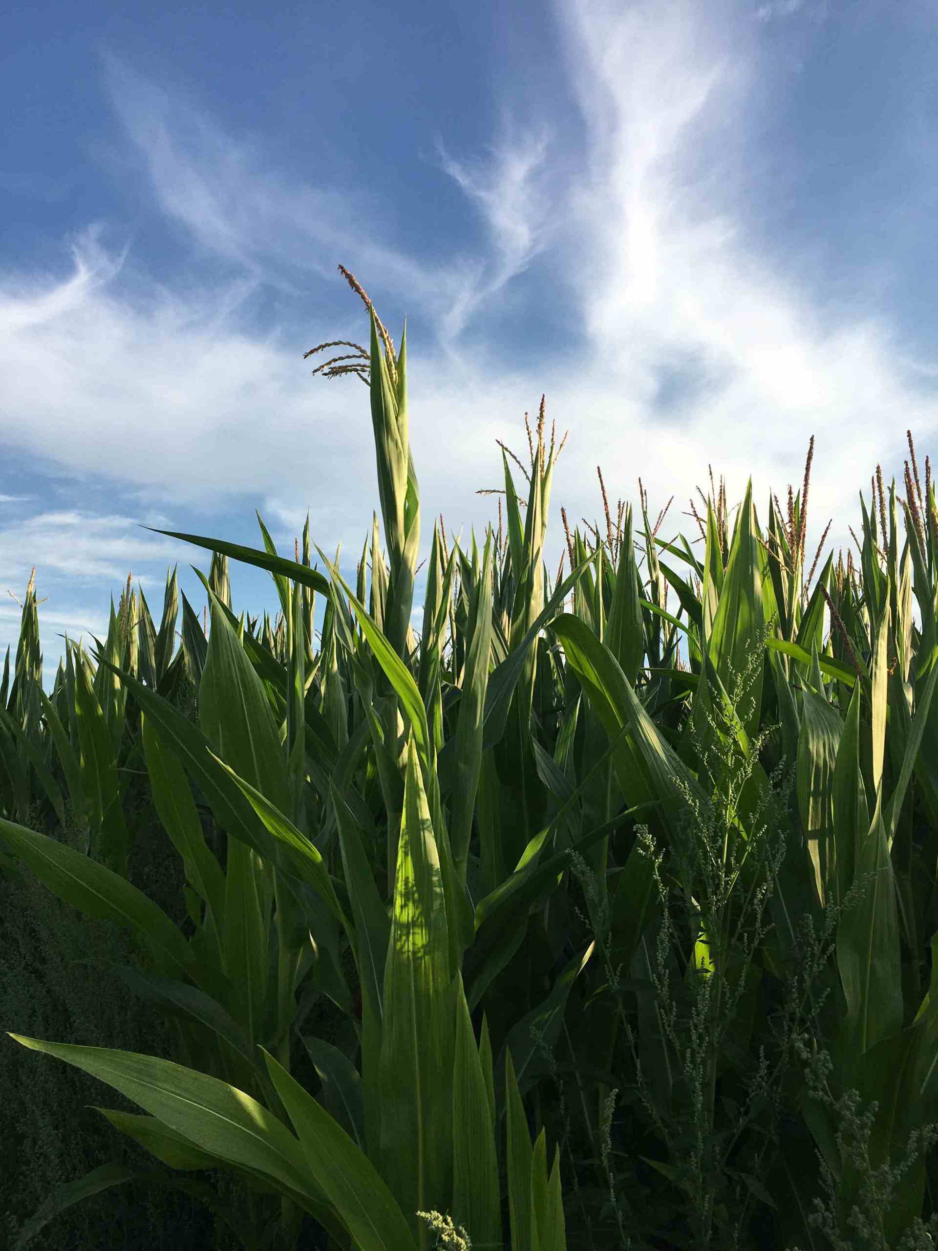 Maisfeld Maisfeld