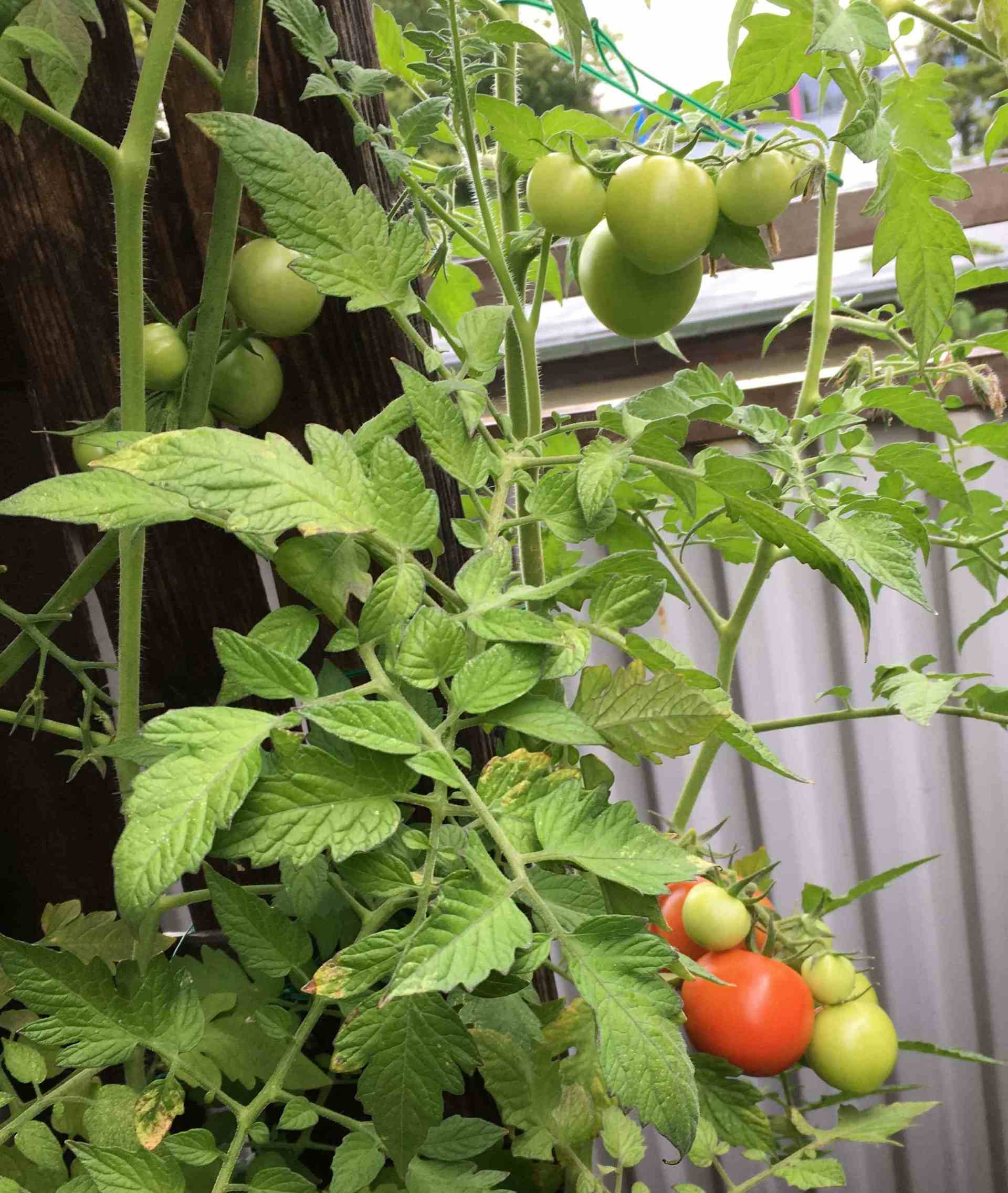 Tomate auf dem Balkon