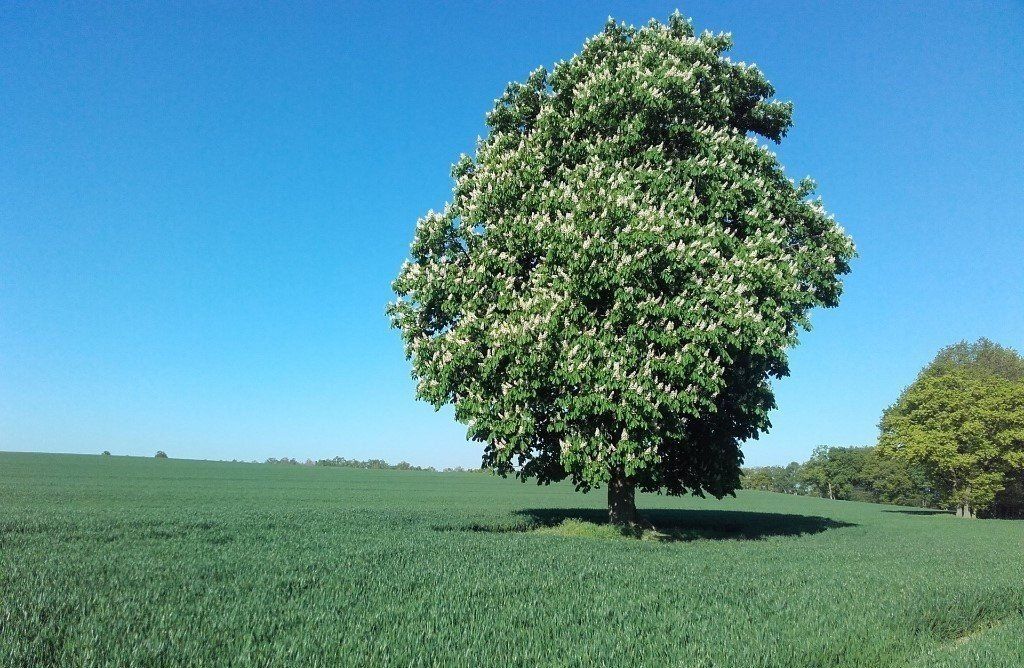 blühender Kastanienbaum mitten in einem grünen Getreidefeld