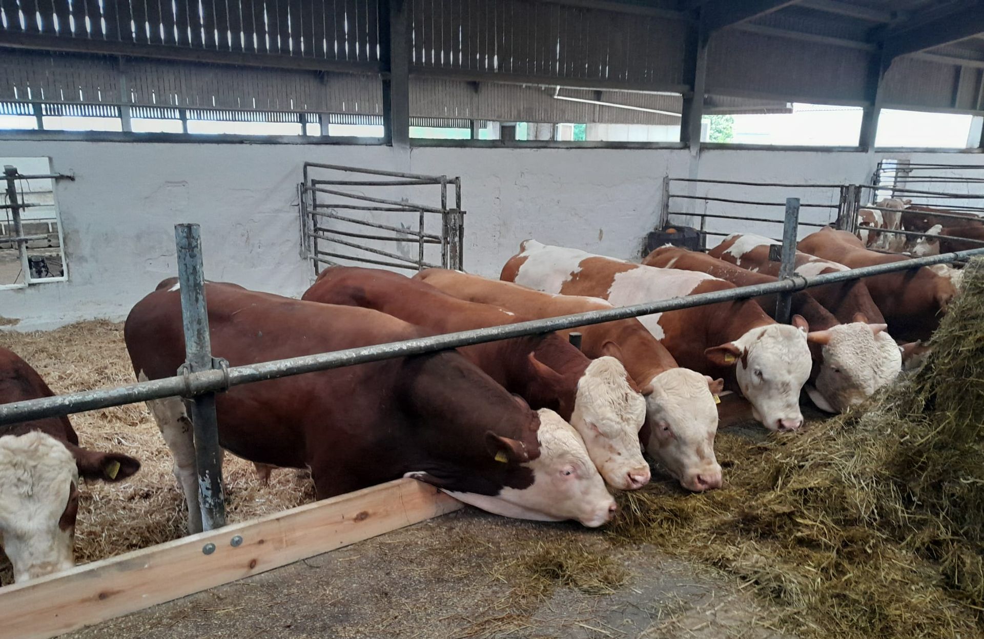 Fleckviehbullen beim Fressen von Grassilage