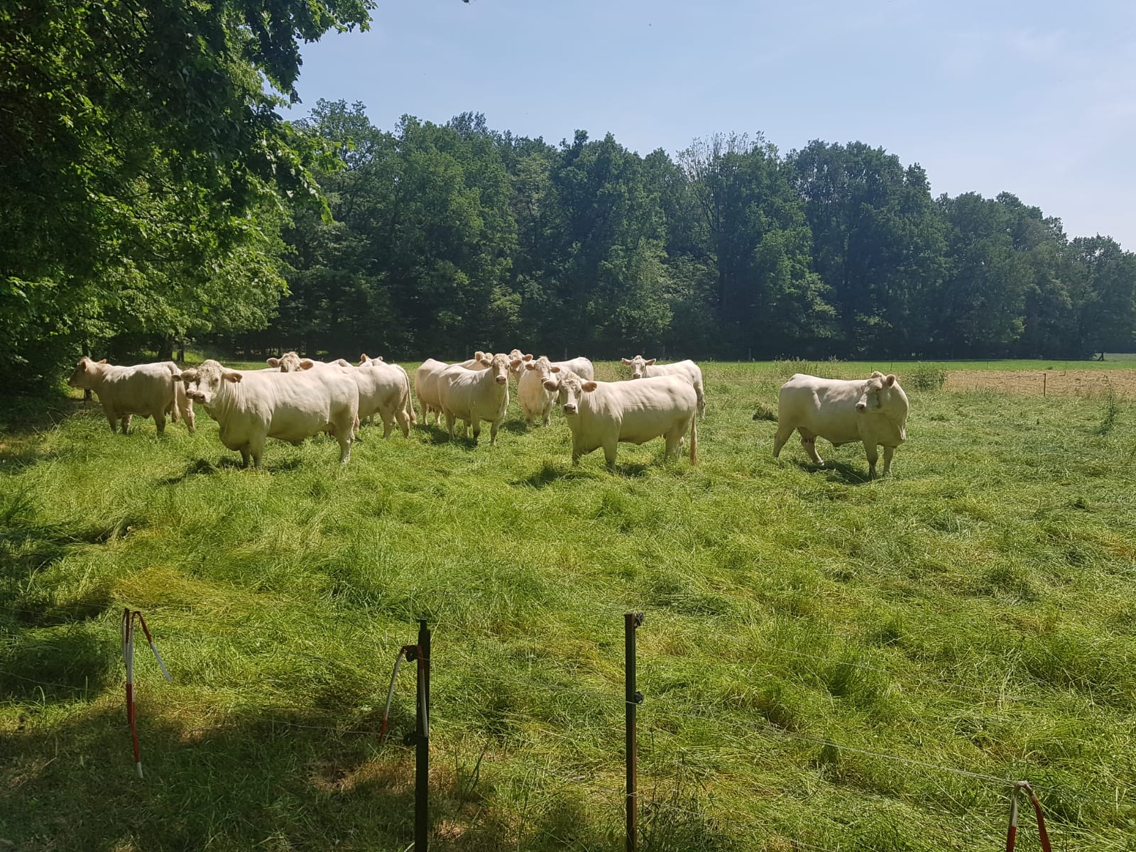 eine Herde Charolais-Rinder auf der Weide