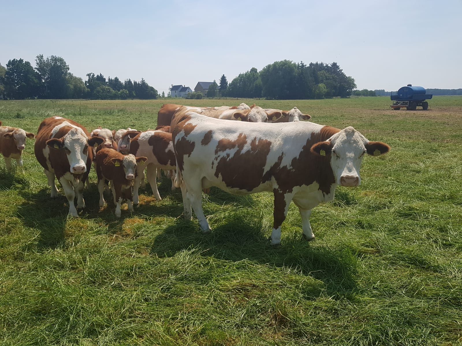 drei neugierige Simmentaler Fleckvieh-Mutterkühe mit Kälbern auf der Weide