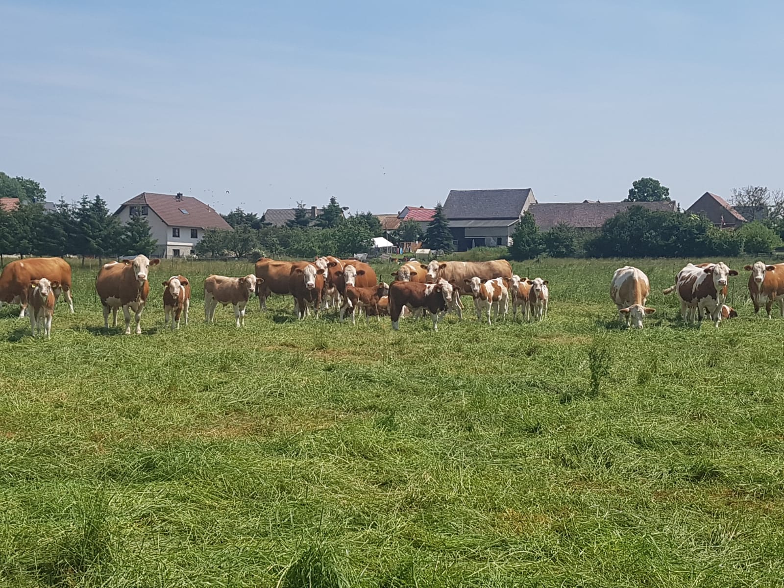 eine Herde Simmentaler Fleckvieh-Rinder mit Kälbern auf einer Weide