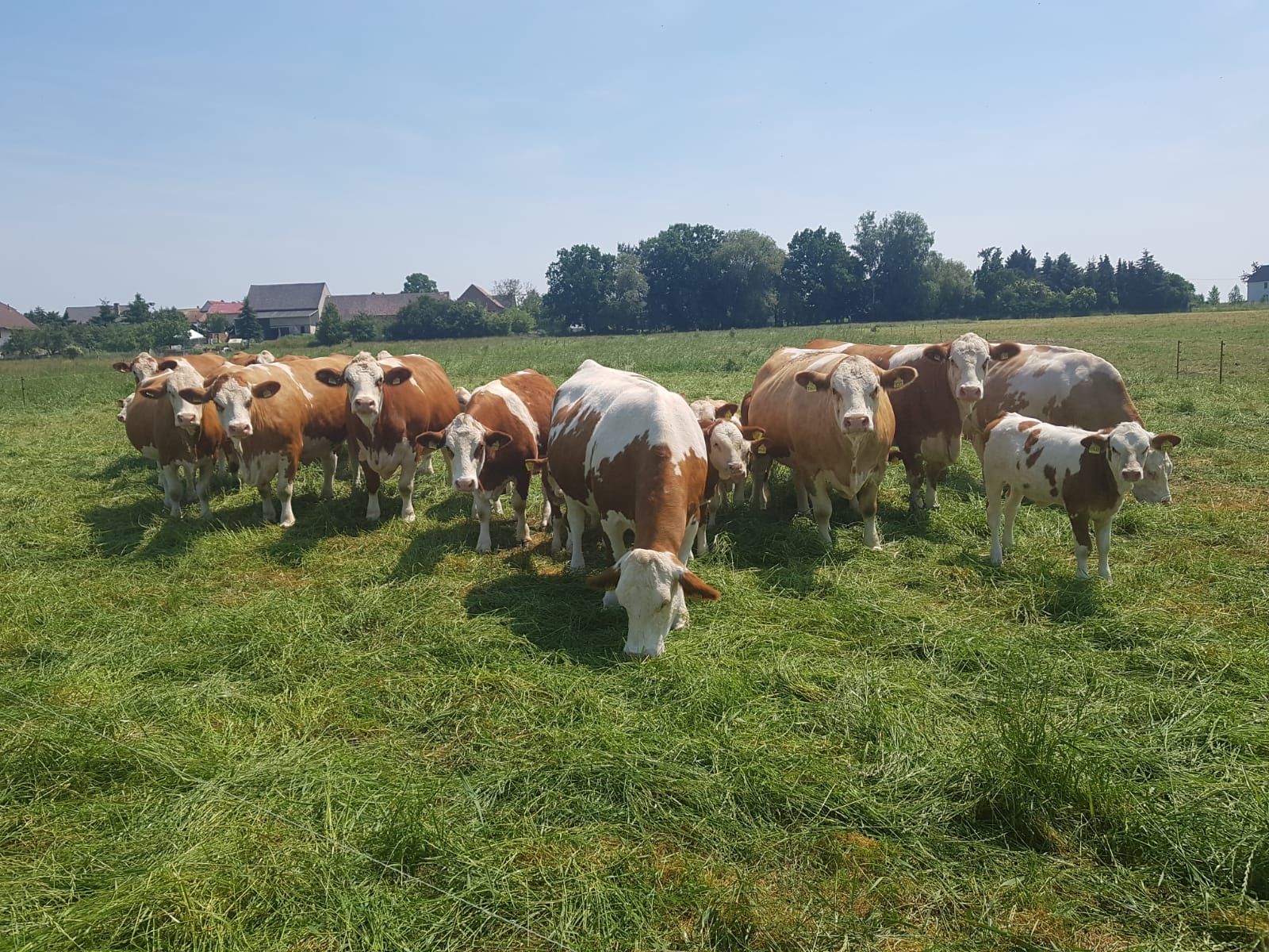eine Herde Simmentaler Fleckvieh-Rinder mit Kälbern auf der Weide