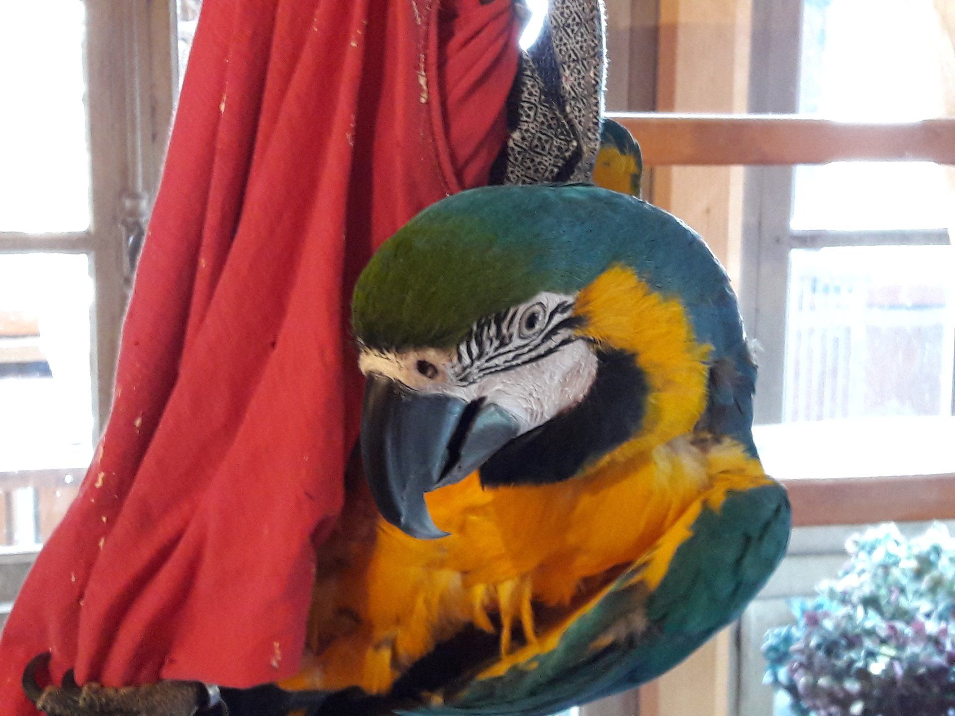 Nina le perroquet Maison de hobbit Vosges