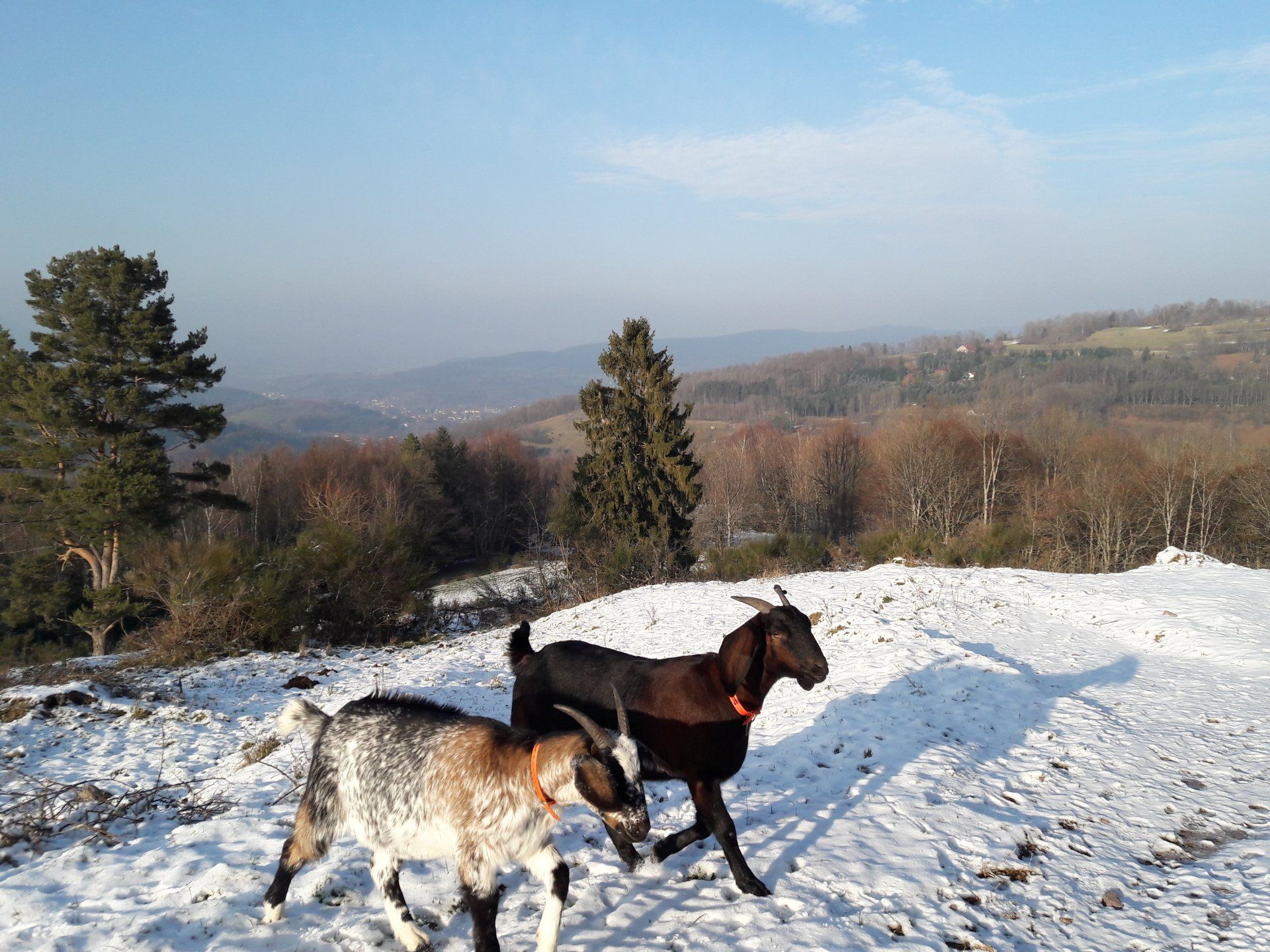 Les chèvres du domaine de Cul de Sac Maison de Hobbit Vosgae