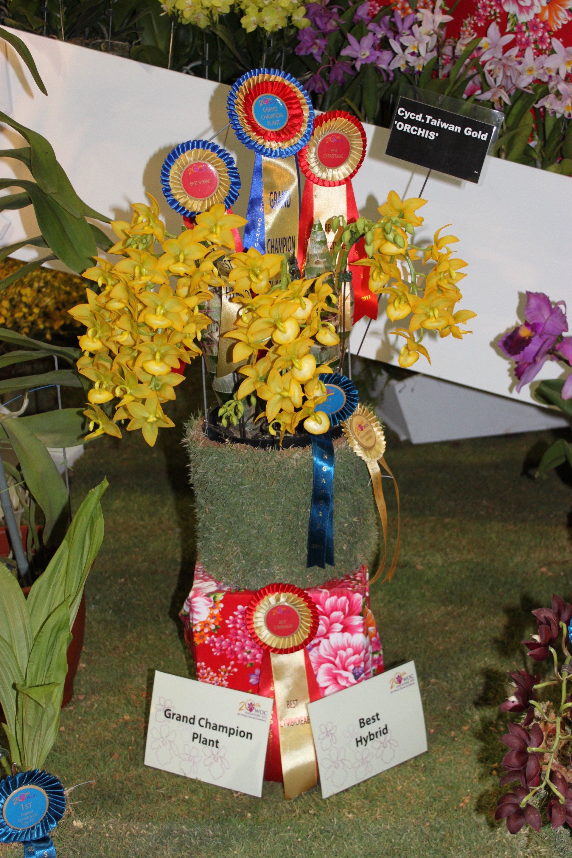 Cycnodes Taiwan Gold ‘Orchis’ Grand Champion owned by Orchis Floriculturing Inc., Taiwan