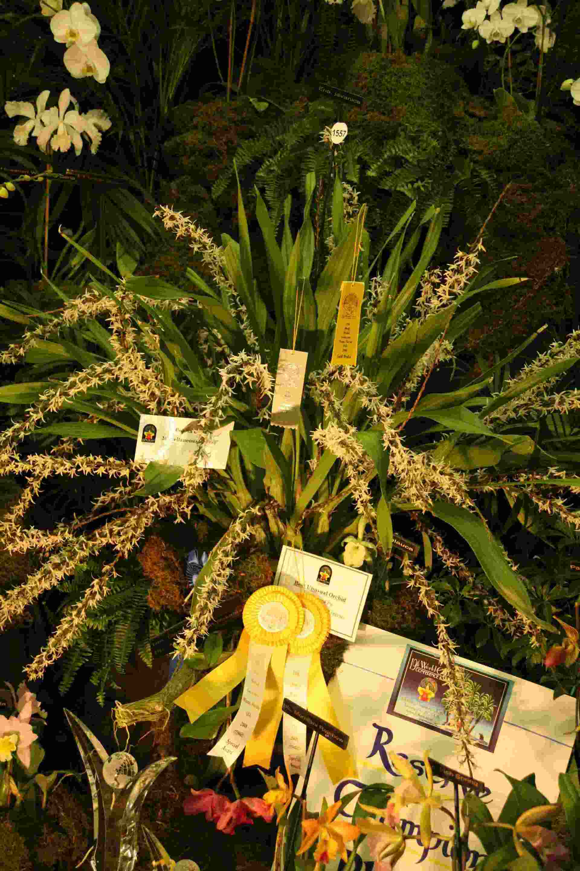 Eria javanica Reserve Champion owned by Amazonia Orchids Inc., Homestead, Florida