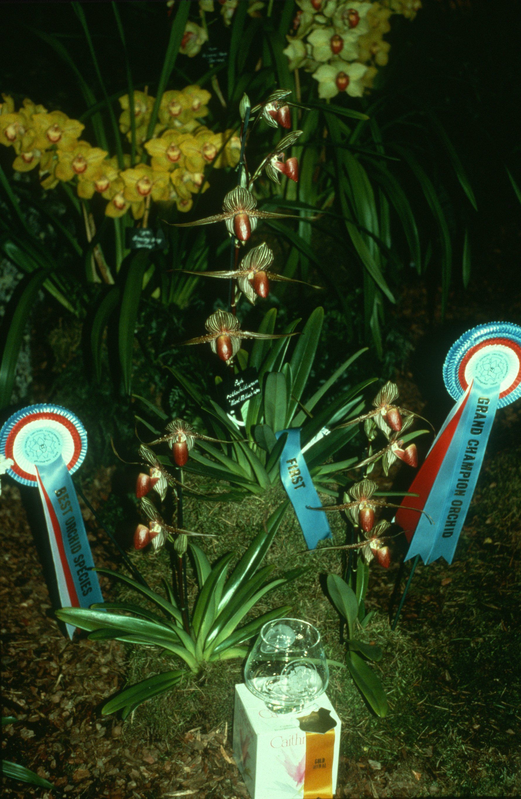 Paphiopedilum rothschildianum ‘Mont Millais’ Grand Champion Plant owned by EYOF