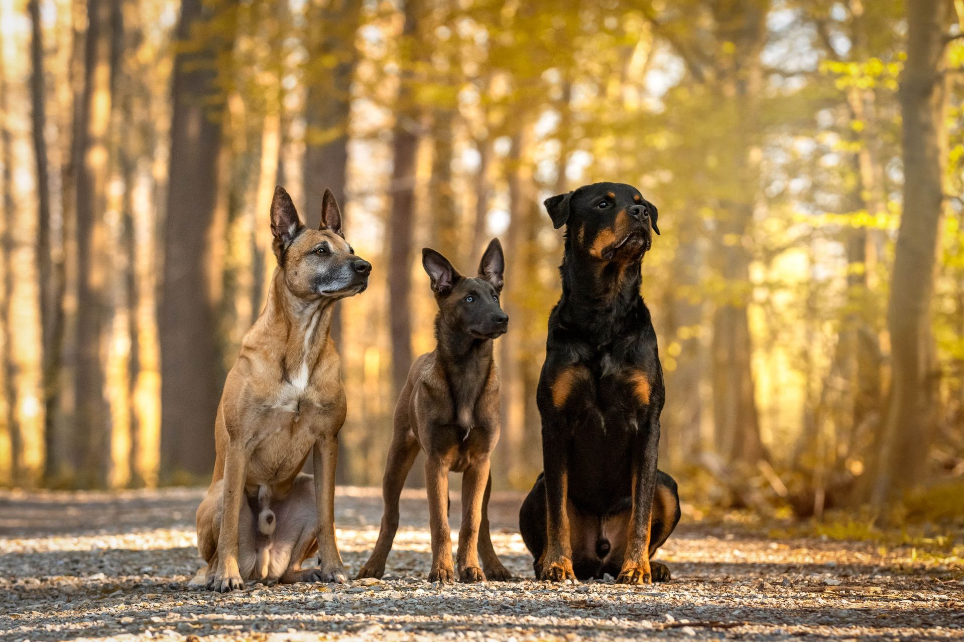 Hundetraining Essen & Mülheim – ProDogs Hundeschule by www.maximumpages.de