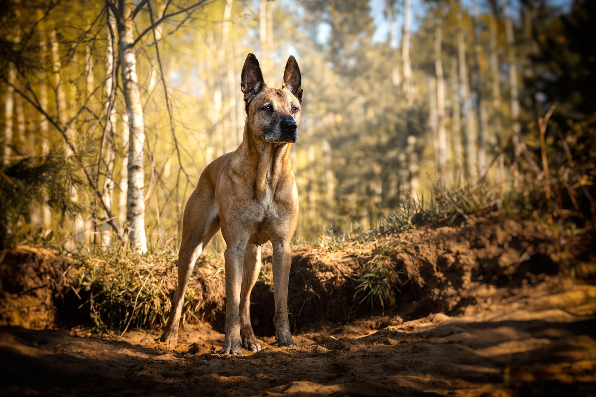 Hundetraining Essen & Mülheim – ProDogs Hundeschule by www.maximumpages.de
