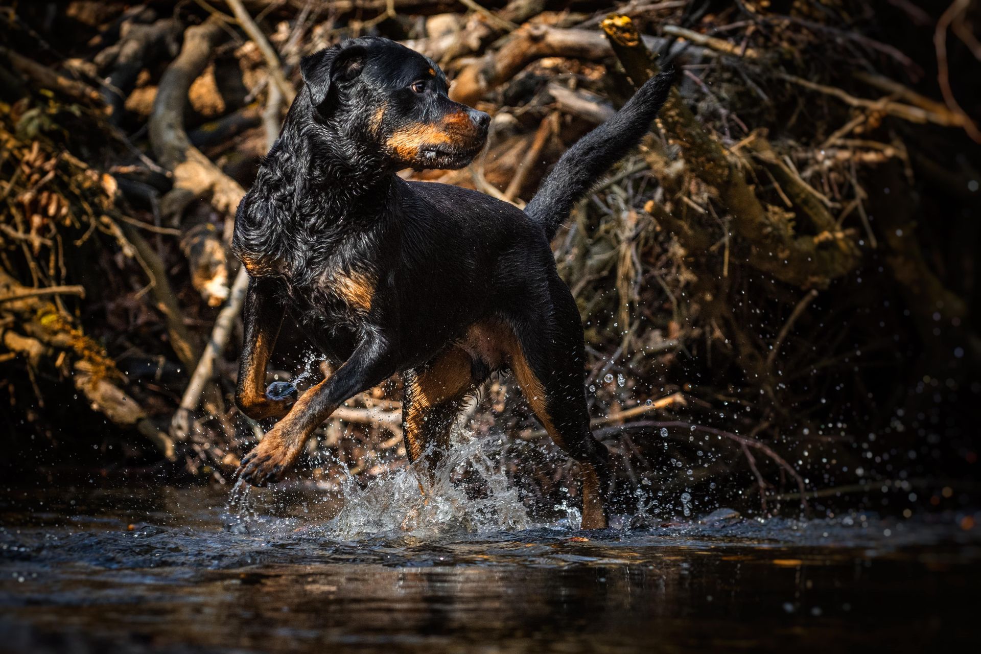 Hundetraining Essen & Mülheim – ProDogs Hundeschule by www.maximumpages.de