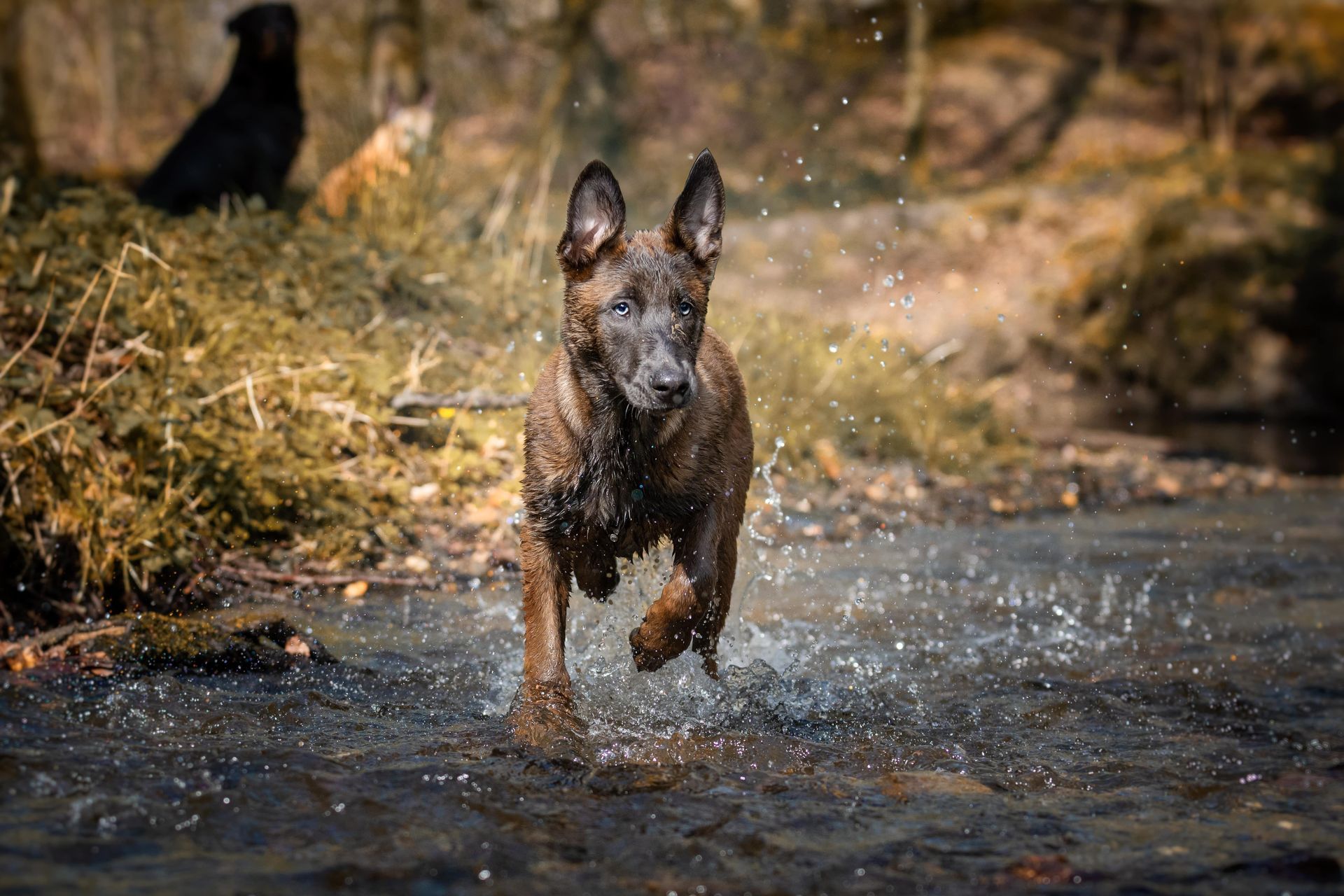 Hundetraining Essen & Mülheim – ProDogs Hundeschule by www.maximumpages.de