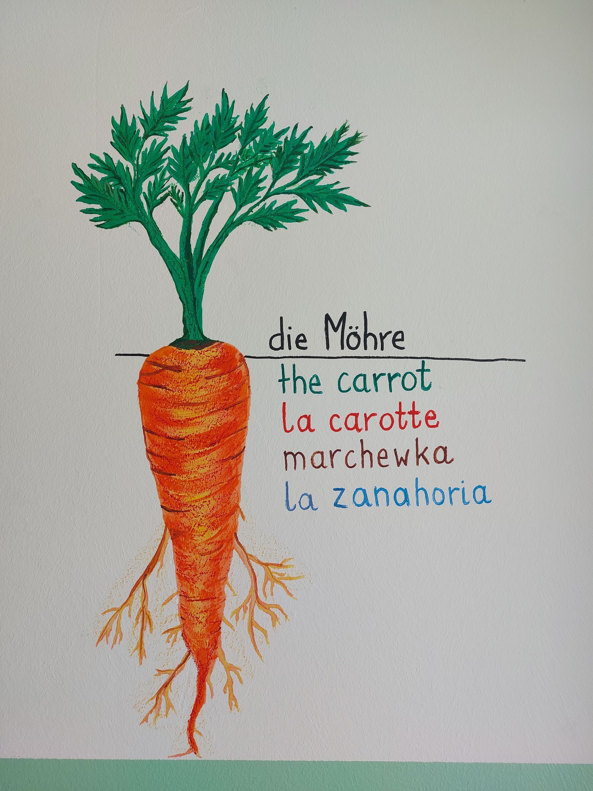 Möhre