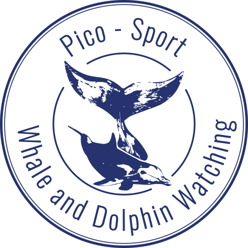 Icon Pico Sport Whale and Dolphin Watching