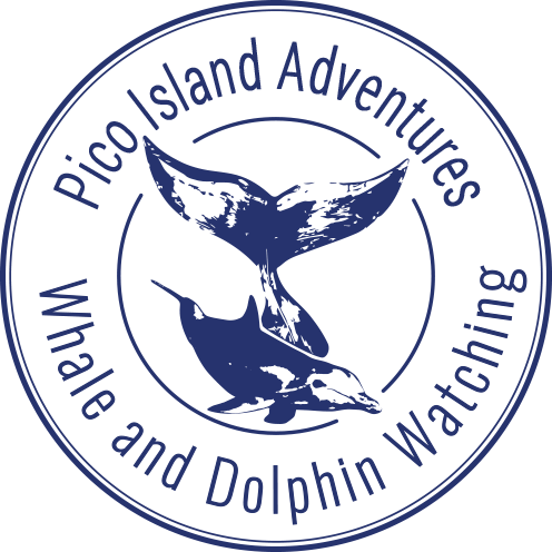 Pico Sport Whale and Dolphin Watching Icon Pico Sport Whale and Dolphin Watching