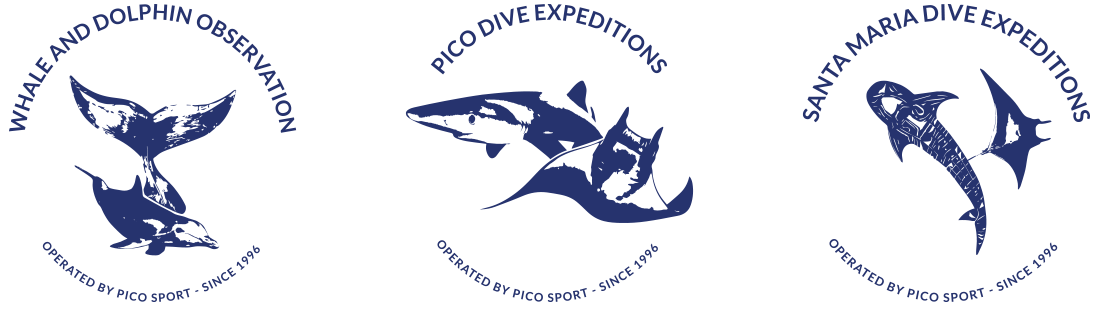 Pico Sport Dive Whale Dolphin Watching Since 1996