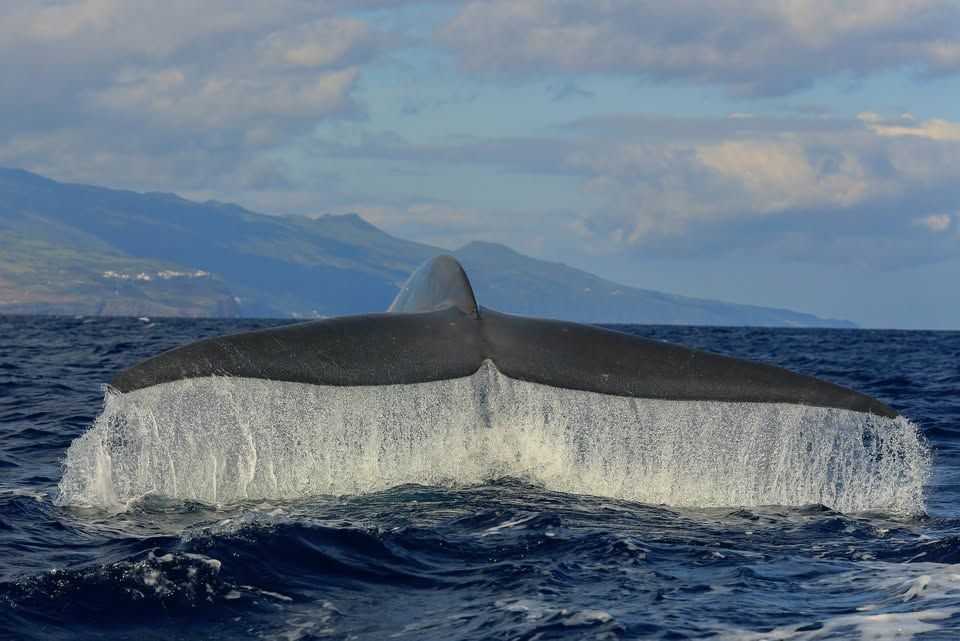 Dolphin leaping from the Atlantic Ocean near Pico Island during a whale and dolphin watching excursion.