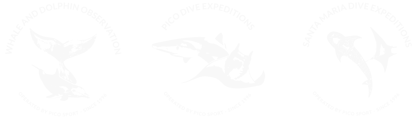Pico Sport Dive Whale Dolphin