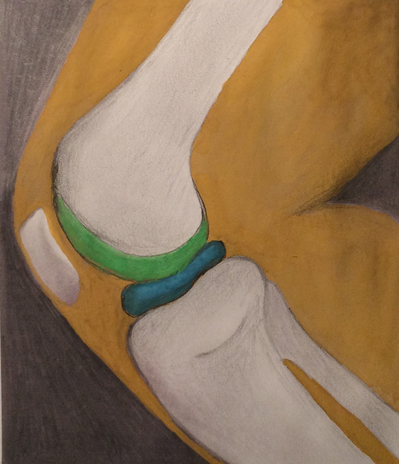 Knie, Knochenaufbau