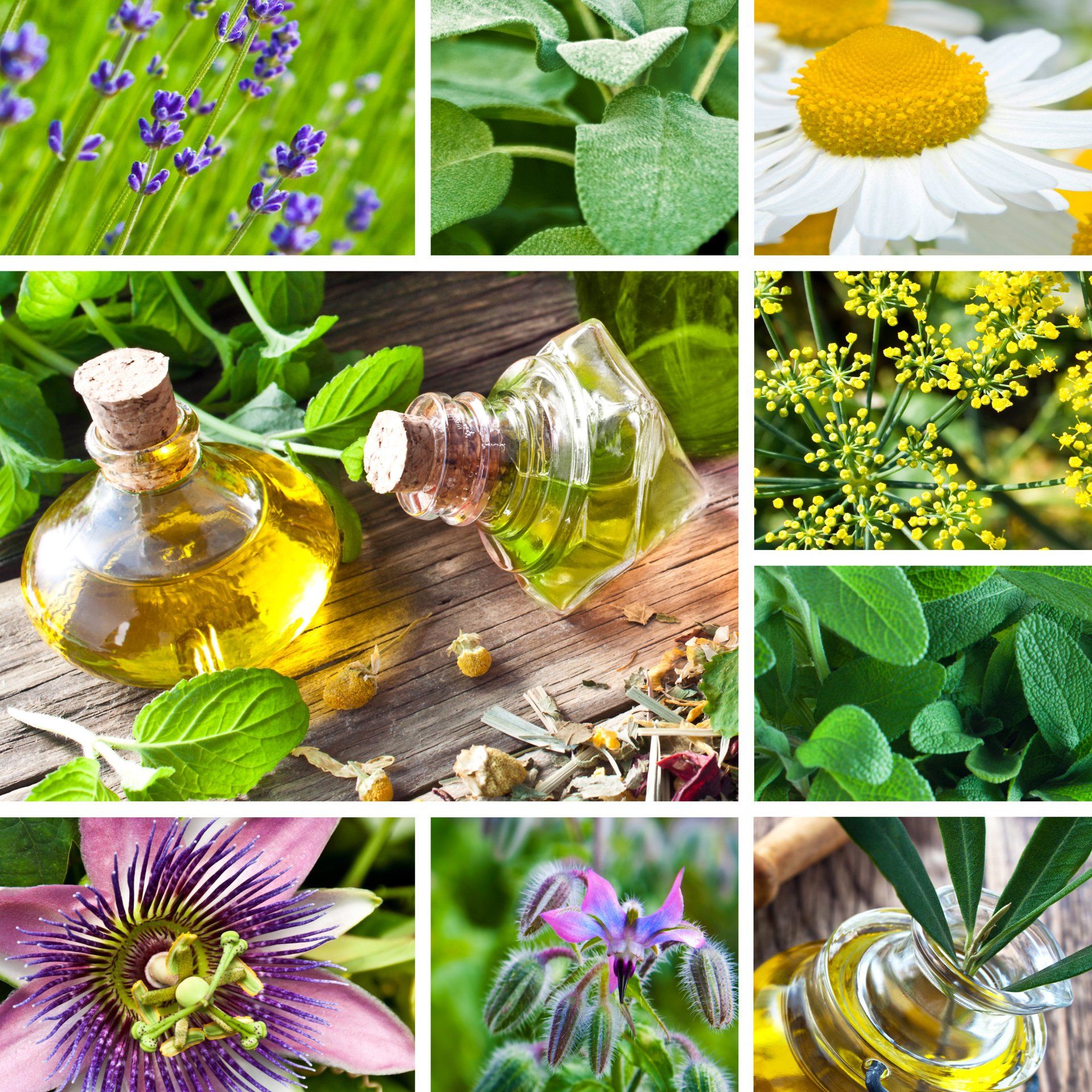 Phytotherapie (Pflanzenheilkunde)