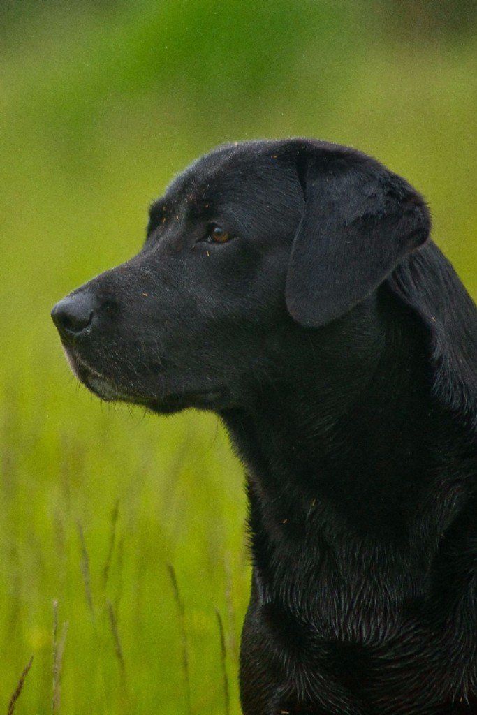 labrador