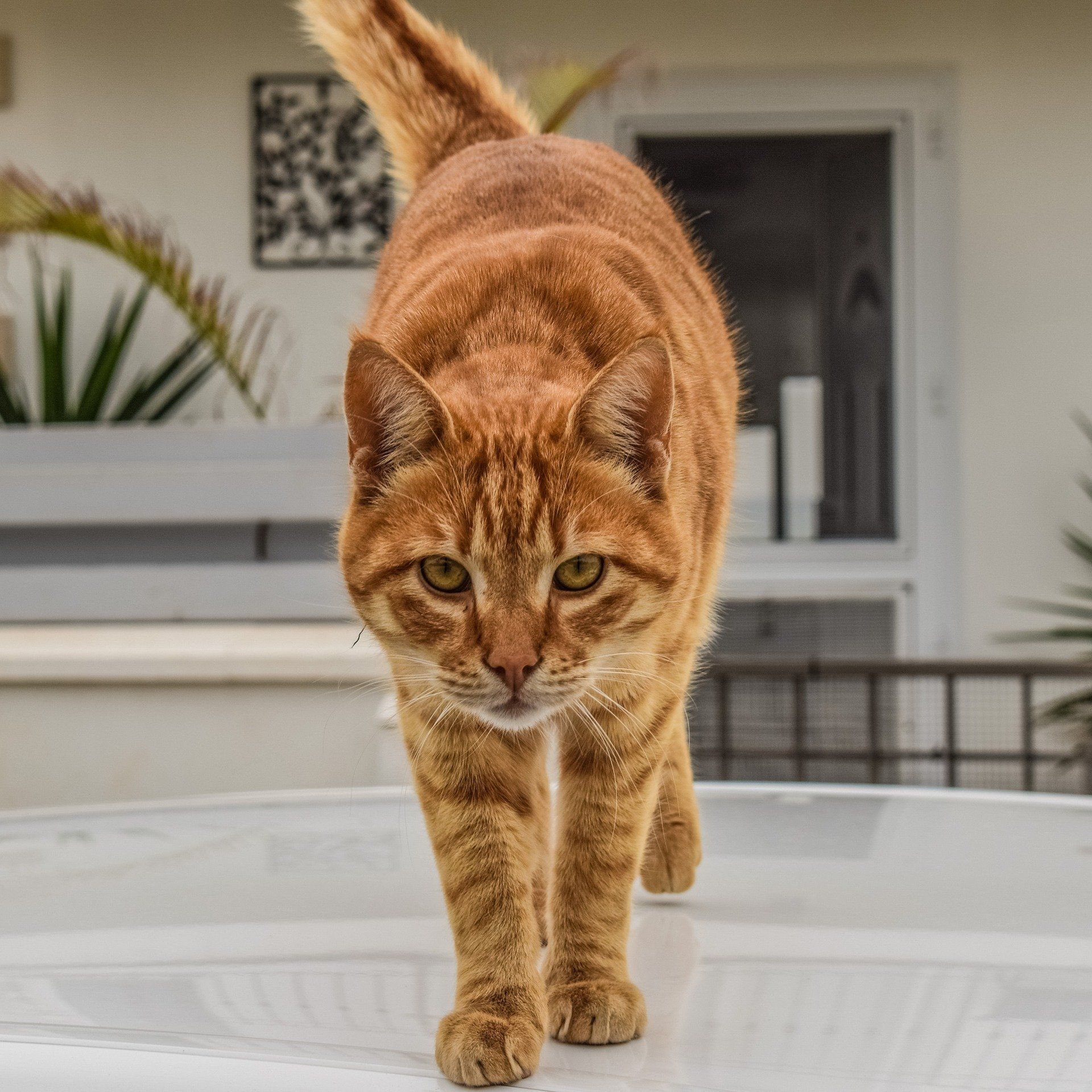 roter Kater kommt zur Begrüßung direkt auf einen zu