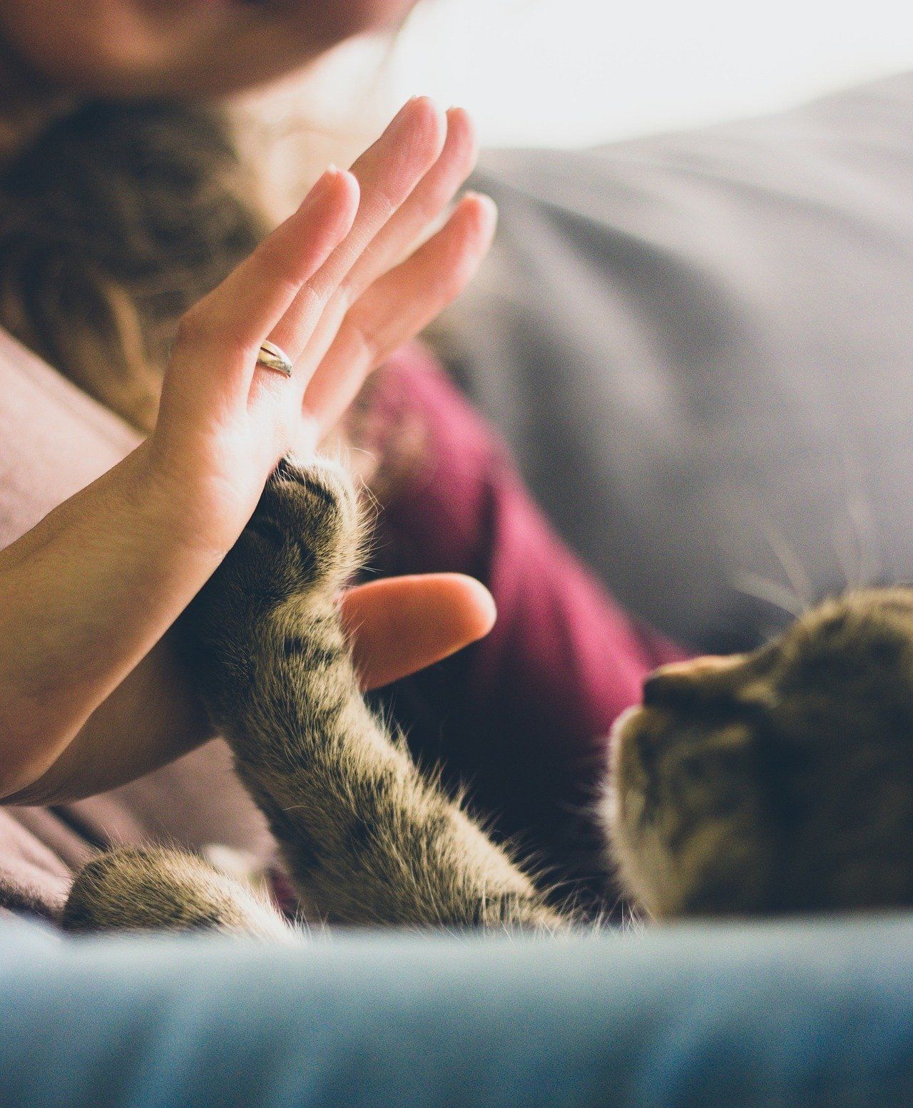 niedliches Kitten mit Katzenbuckel auf der Wiese