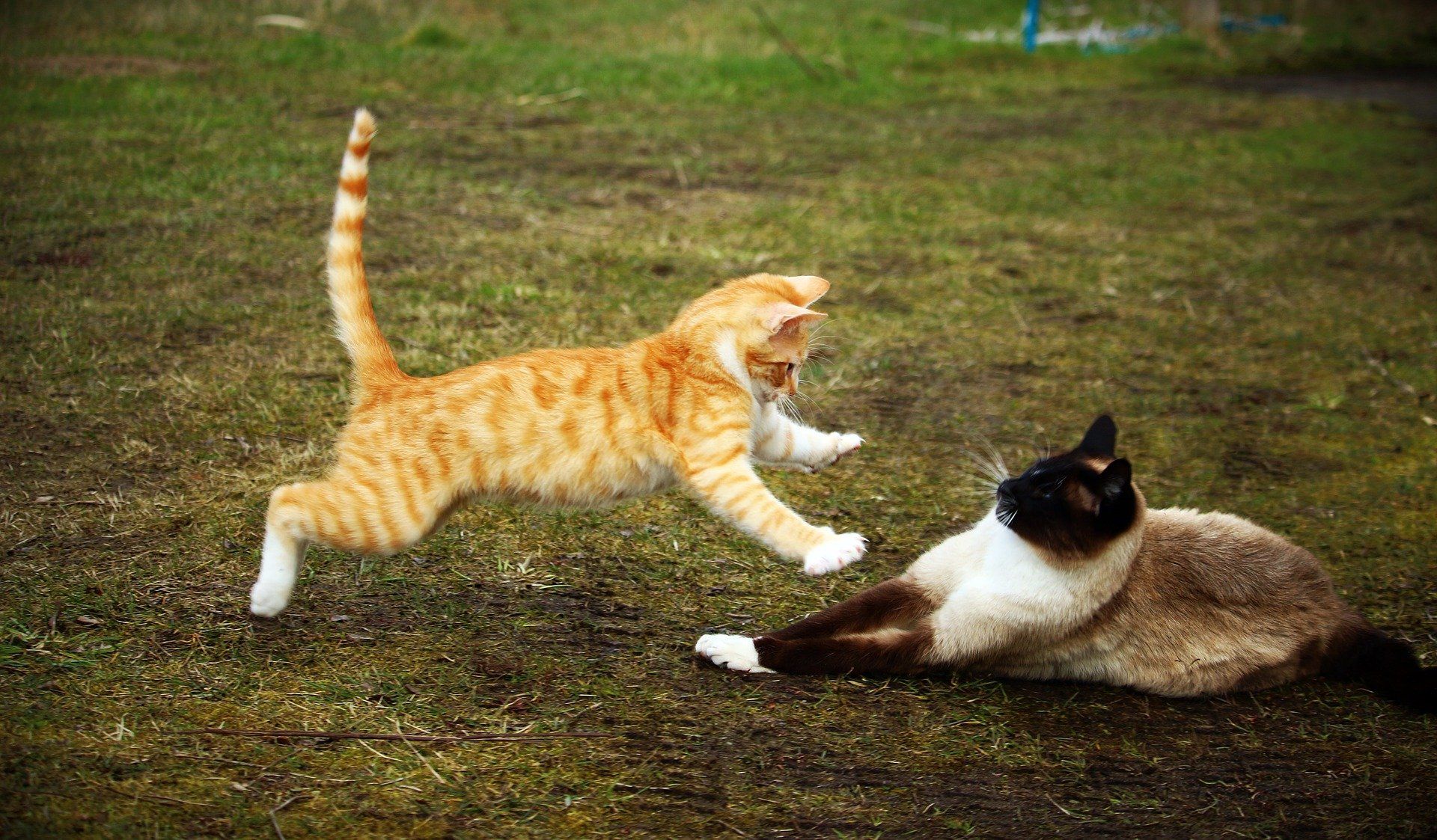 junge rote Katze beim Sprung auf eine erwachsene Katze