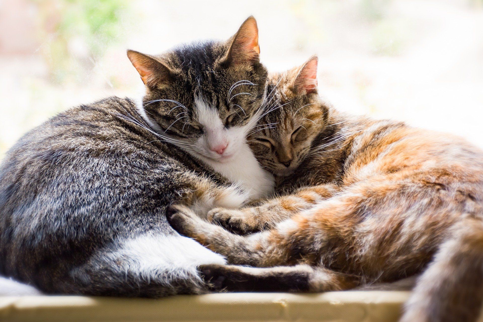 zwei kämpfende Katzen