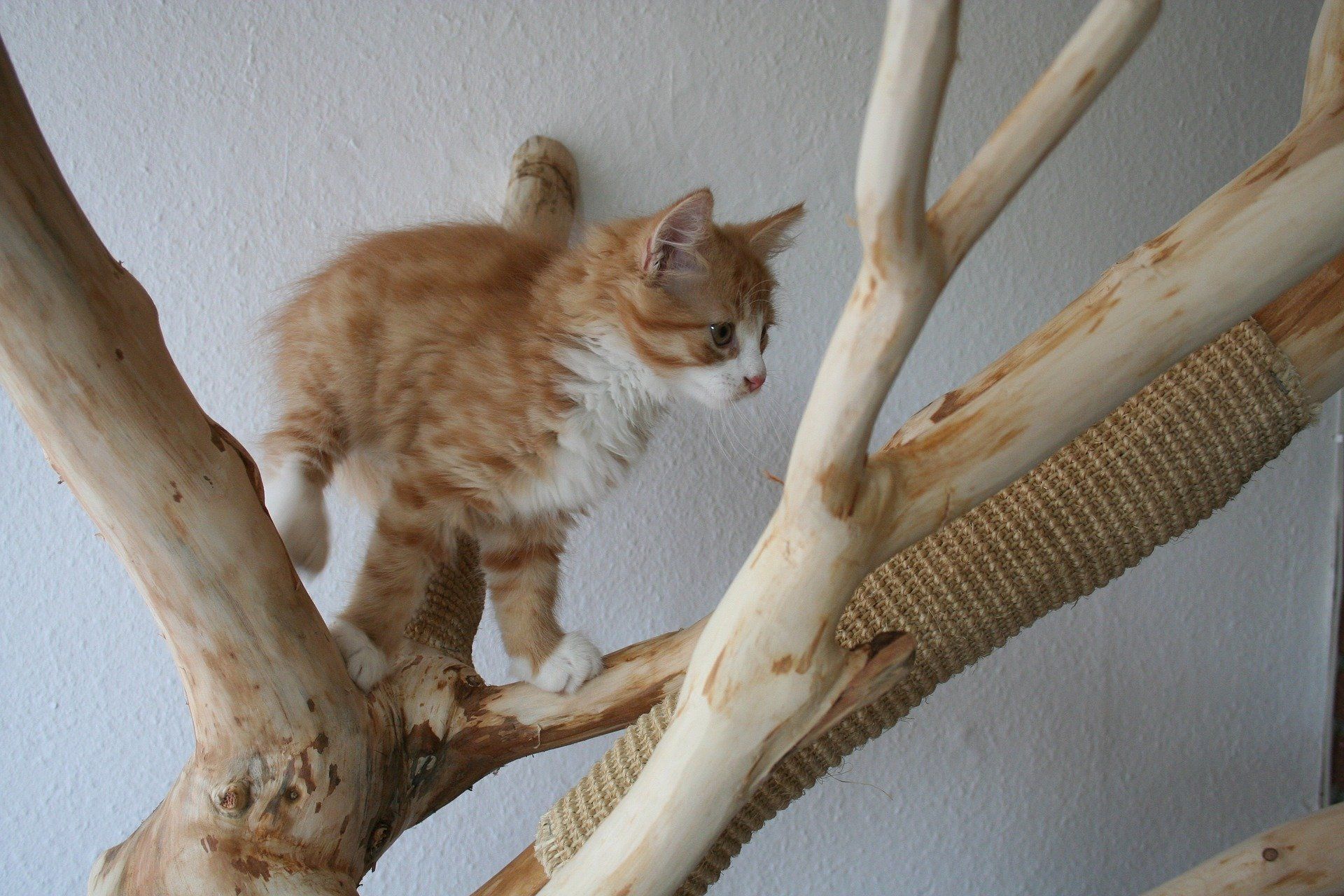 Katze kratzt am Kratzbaum