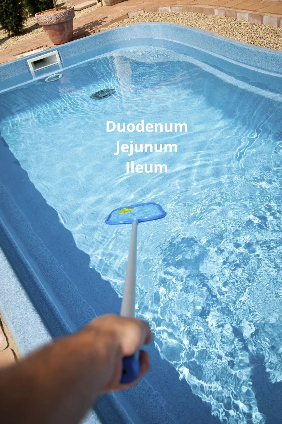 Wer will schon im Sauren schwimmen?  
Aufbauseminar- Physiologie Teil 2 Dünndarm!
Physiologie Mund, Oesophagus & Magen: 
Welche Hormone und Enzyme fließen wann- von wo - nach wohin? Von alkalischen Spülungen & Säureduschen!
Der Mund als Taktgeber für die