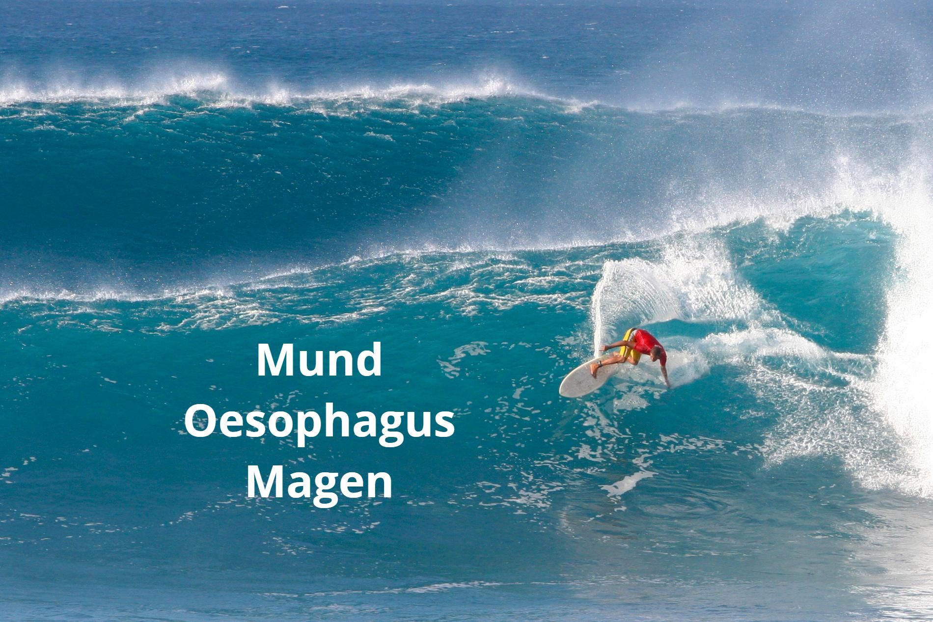 Die erste Welle setzen!
Physiologiereise No.1: Mund, Oesophagus & Magen
Physiologie Mund, Oesophagus & Magen: 
Welche Hormone und Enzyme fließen wann- von wo - nach wohin? Von alkalischen Spülungen & Säureduschen!
Der Mund als Taktgeber für die