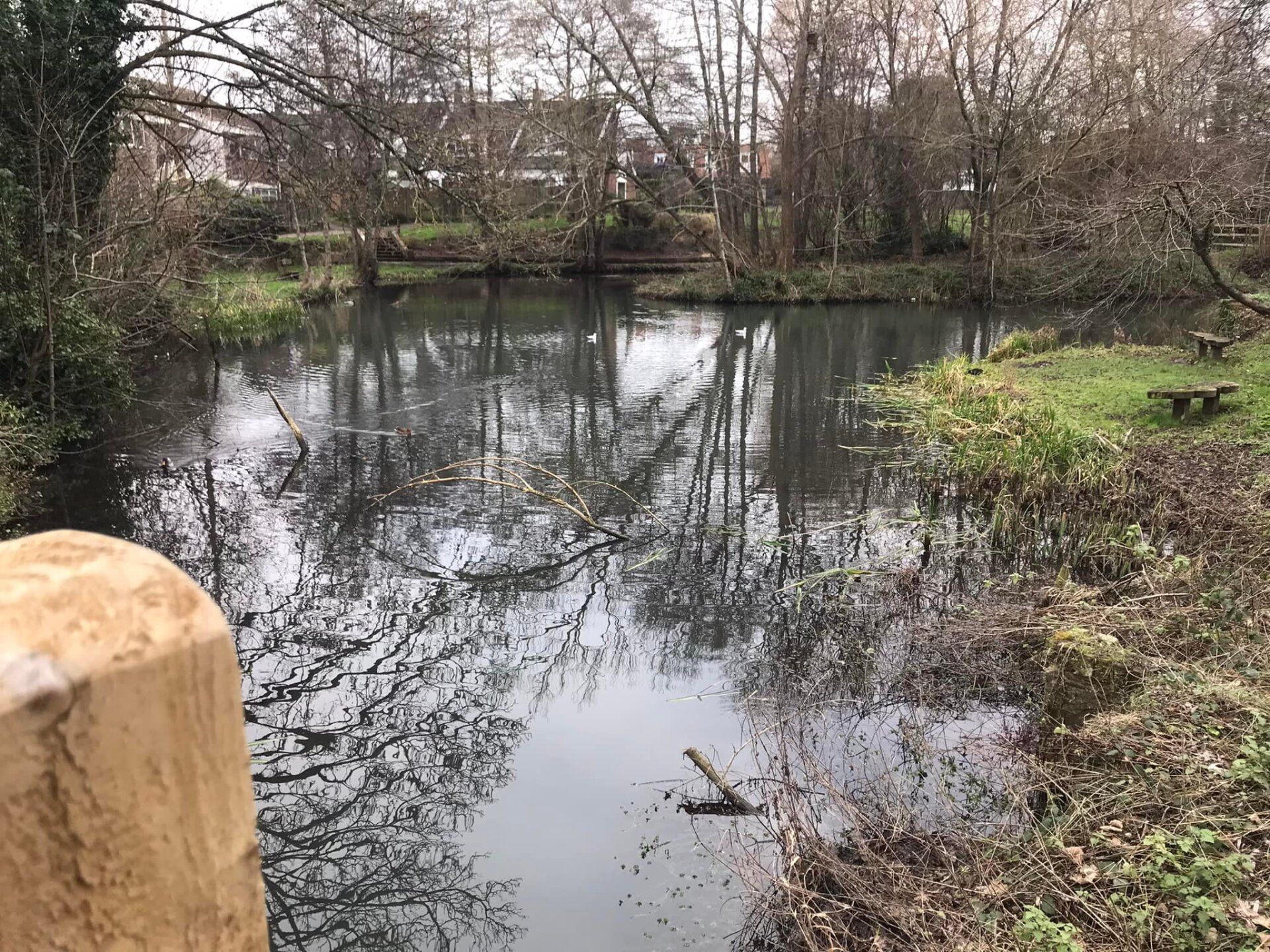 Storrington duck pond