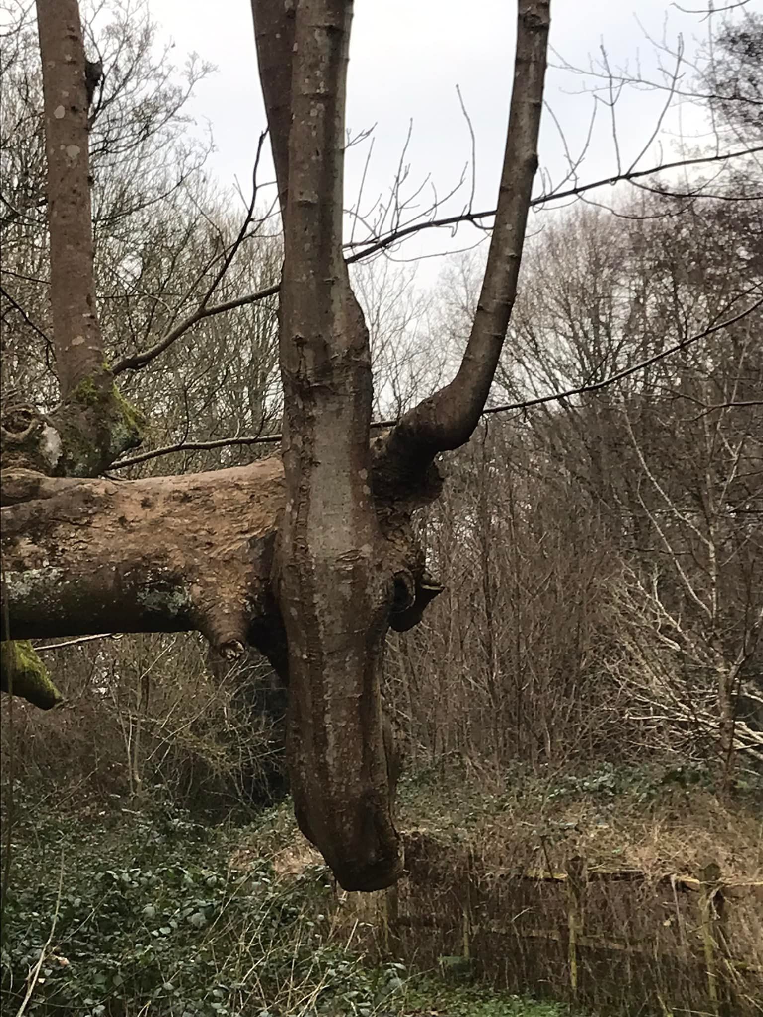 Amazing trees at Storrington stream