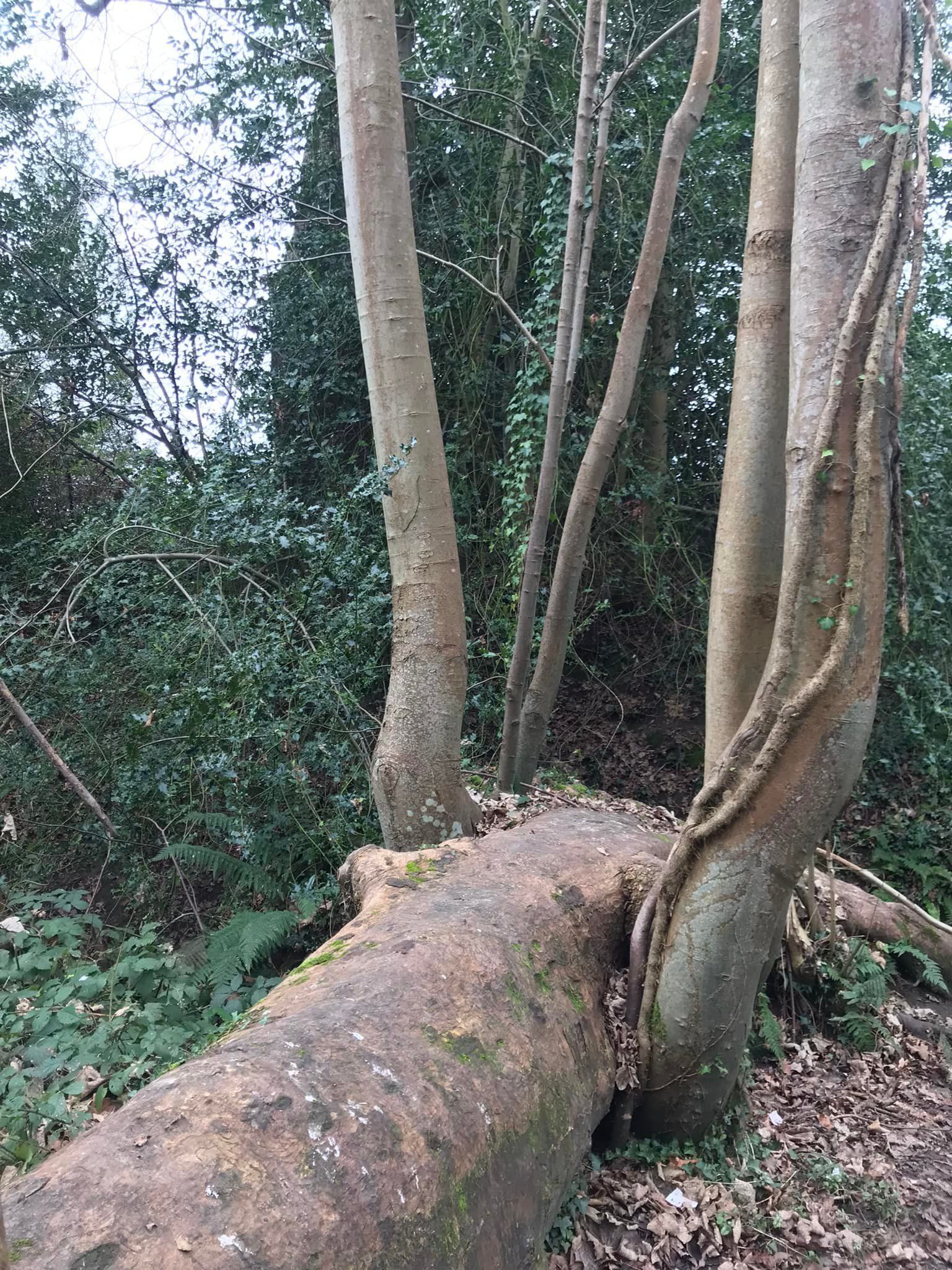 Fallen trees at Storrington stream