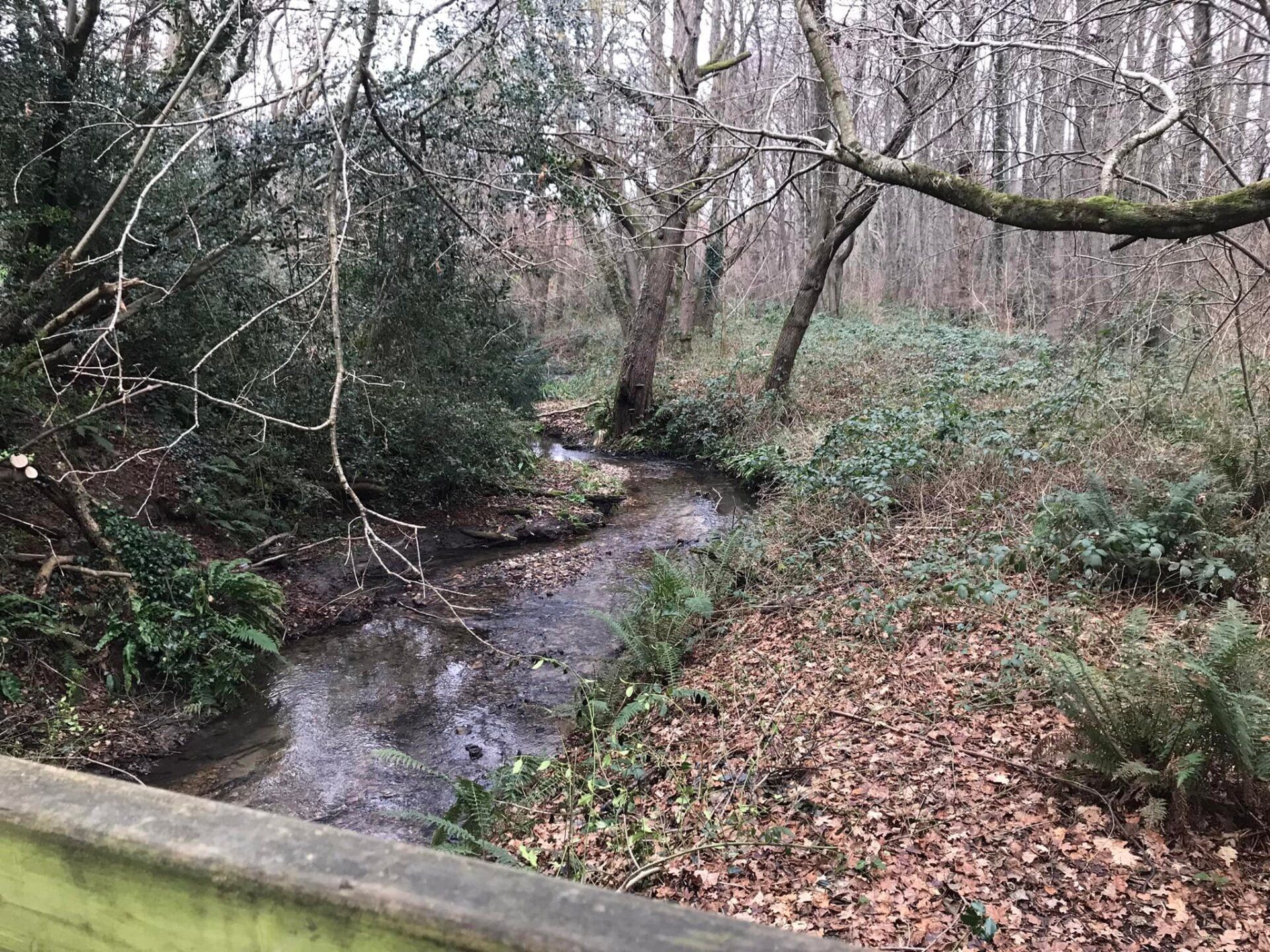 Storrington stream in the woods