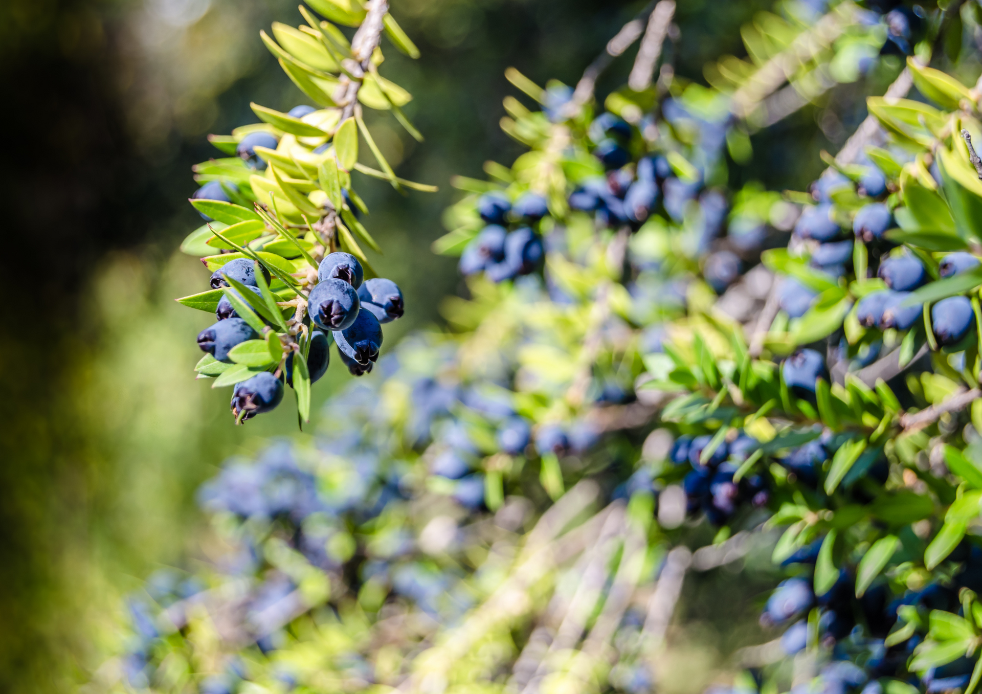 une branche de myrte écho du conte la demoiselle au myrte merveilles du jardin des contes
