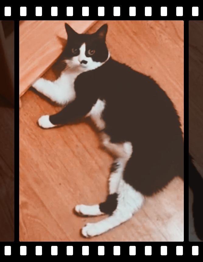 PINCHA EN SU TRIPITA