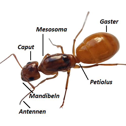 Camponotus fedtschenkoi Königin Camponotus fedtschenkoi Königin