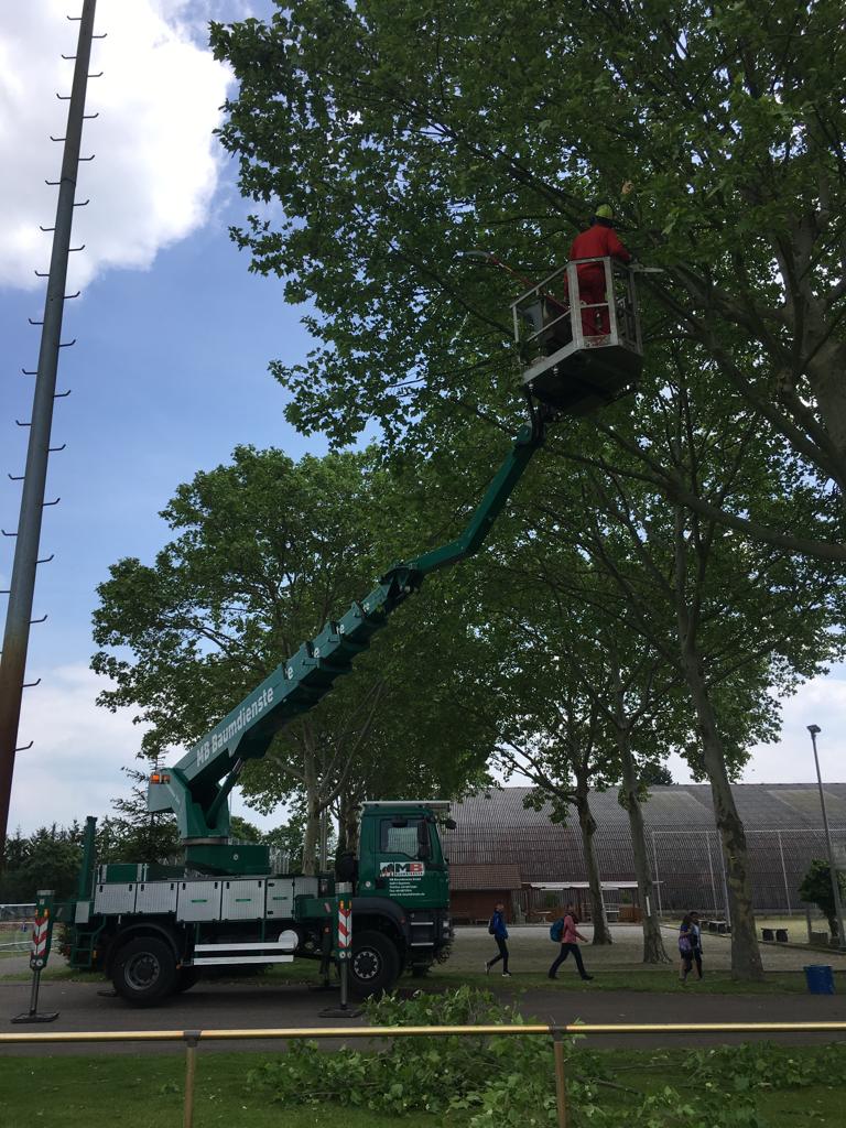 Baumschnitt Baumschnitt