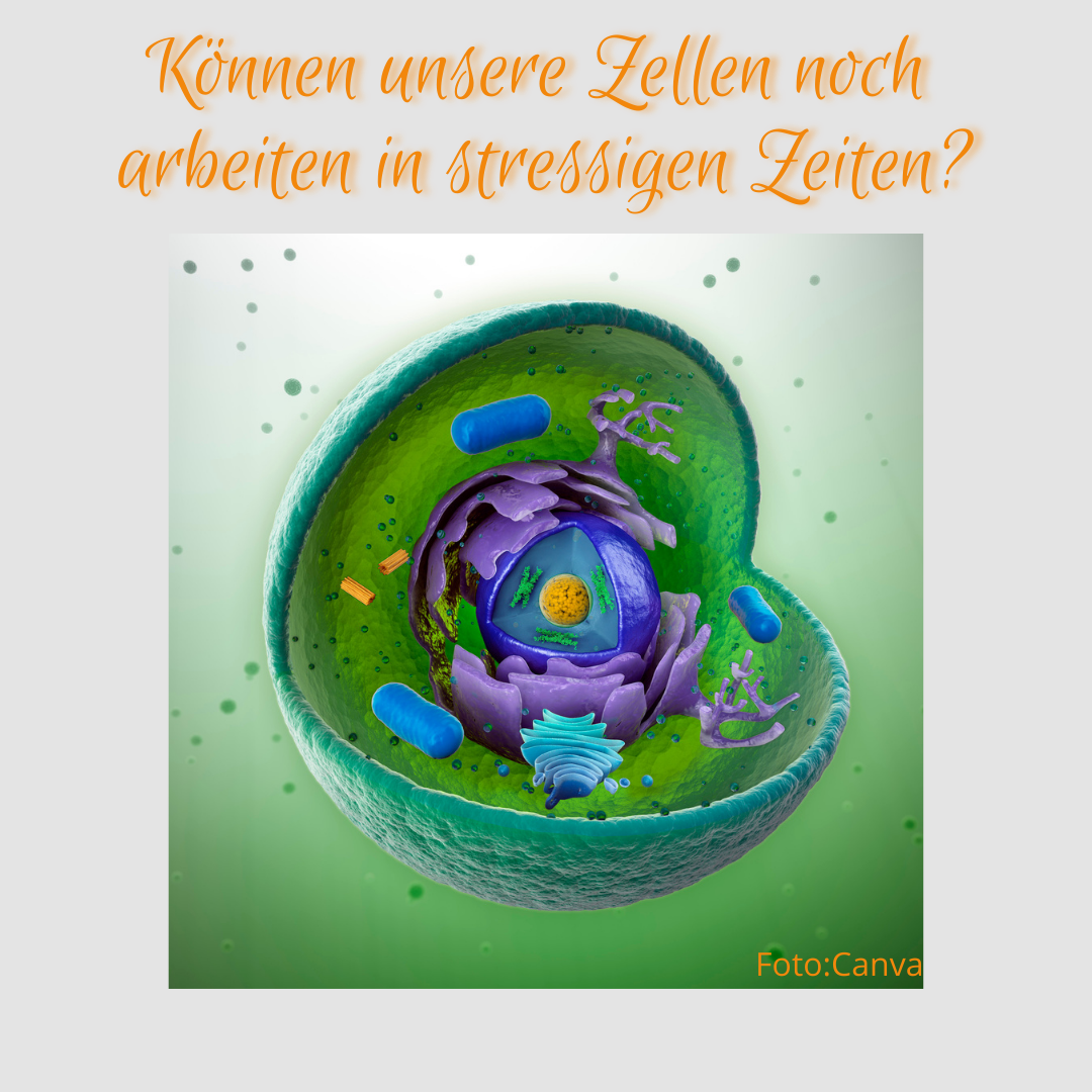 Können unsere Zellen in stressigen Zeiten noch arbeiten? Bild einer Zelle, auf dem man die Bestandteilt der Zelle und des Zellkerns sehen kann.
