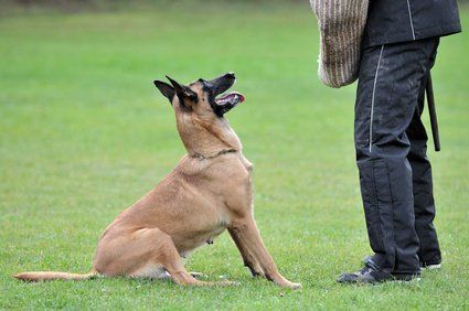 Auswahlverfahren Hundestaffel Polizei Test Hundeführer Polizei, Einstellungstest Diensthundeführer, Auswahlverfahren, Eignungsprüfung