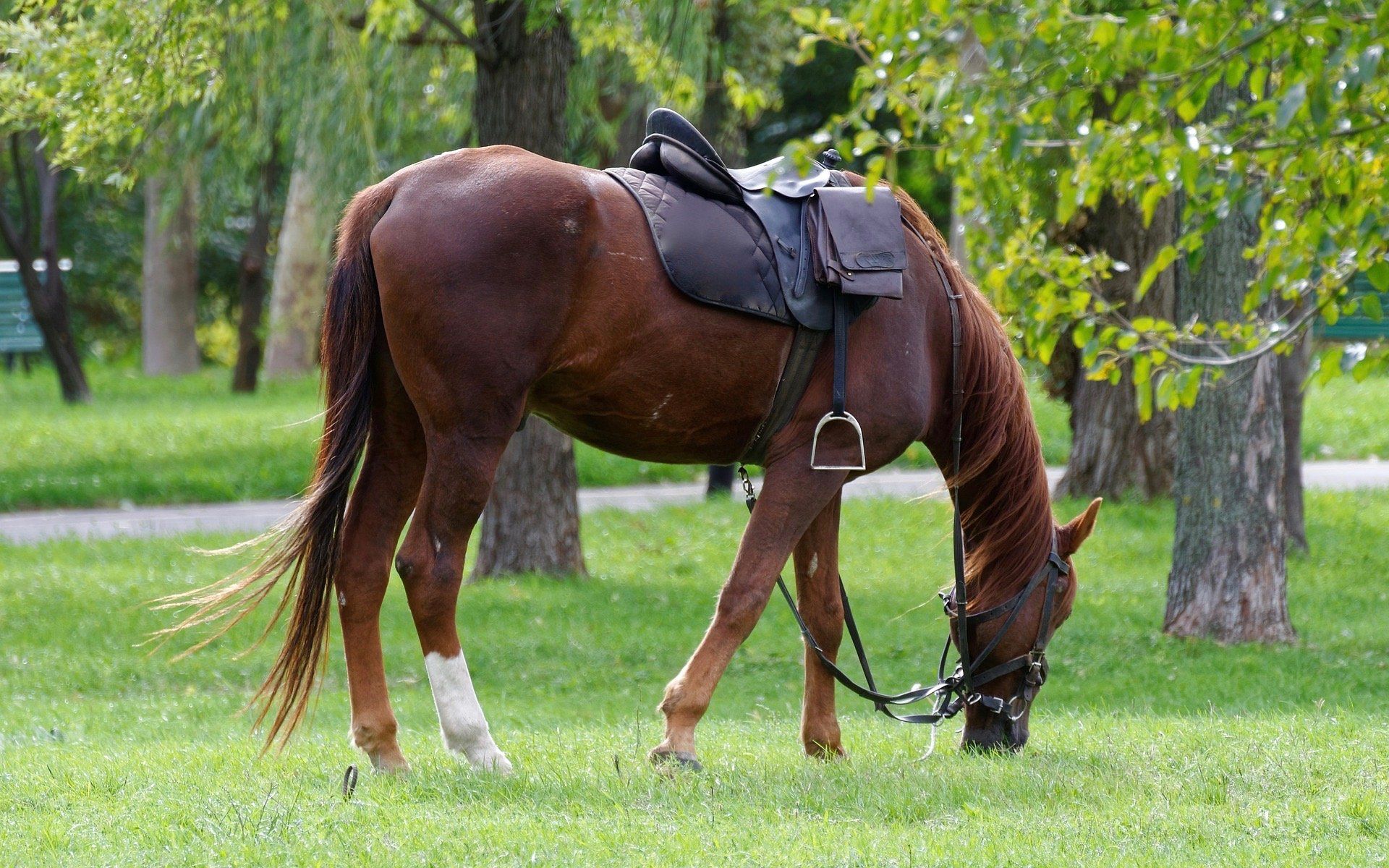 Bewerbung Reiterstaffel Polizeireiter Polizei, Reiterstaffel, Bewerbung, Ausbildung, Auswahlverfahren, Polizeipferd
