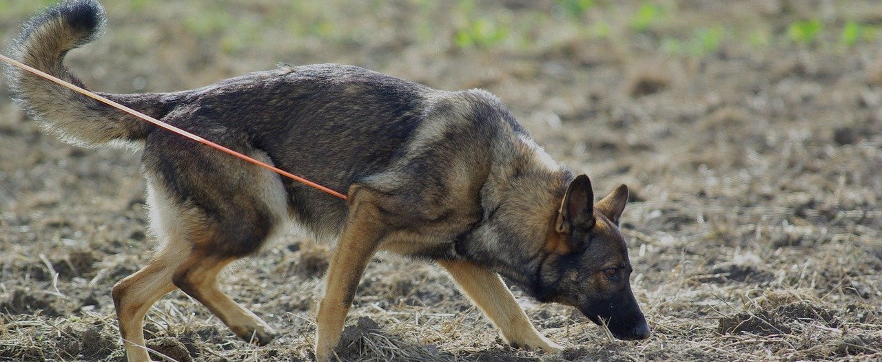 Bewerbung Hundestaffel Polizei Polizeihund, Diensthundeführer, Bewerbung, Ausbildung, Auswahlverfahren