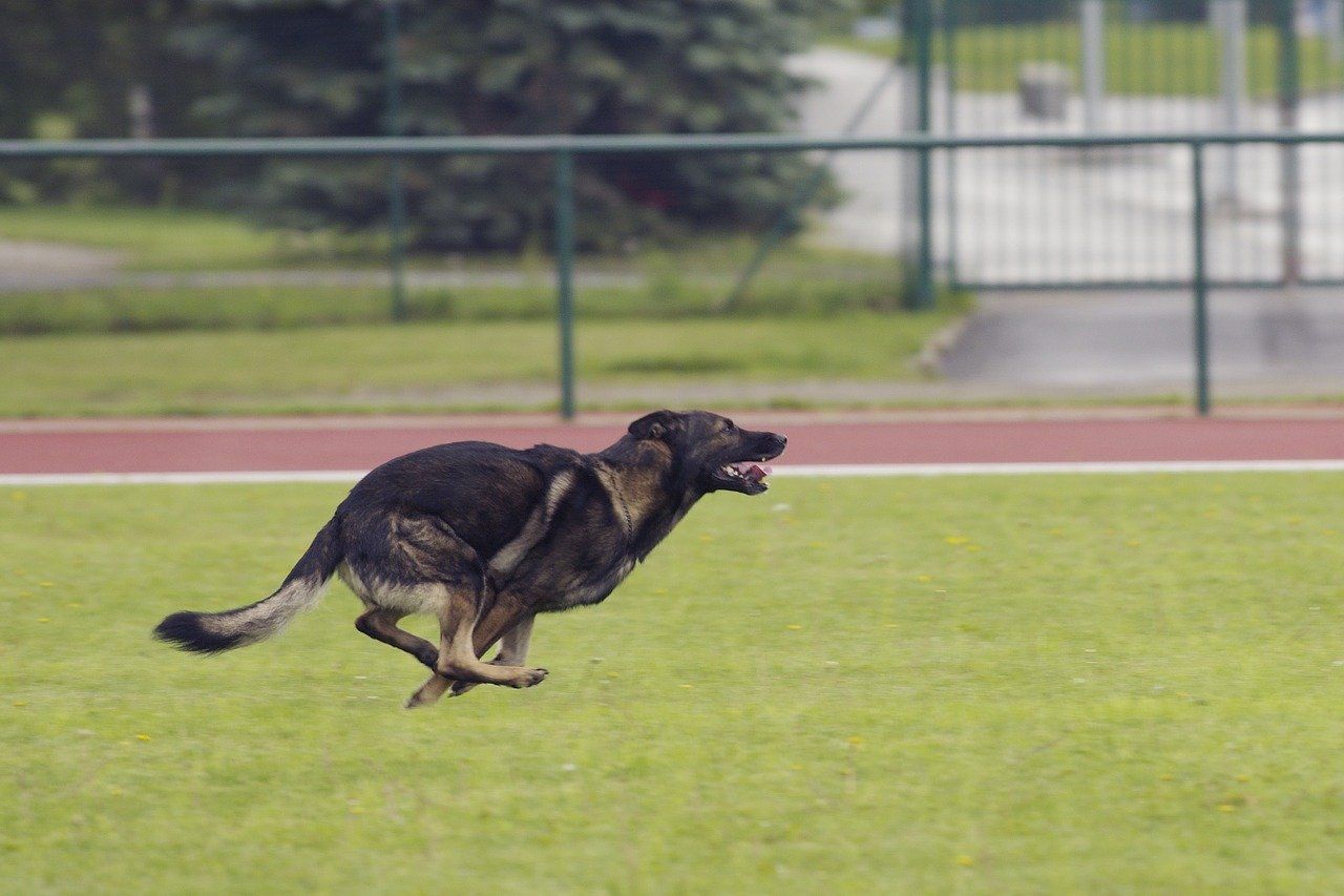 Einstellung Hundestaffel Polizei Bewerbung, Ausbildung, DHF, Diensthundeführer, Polizeihund, Spürhund