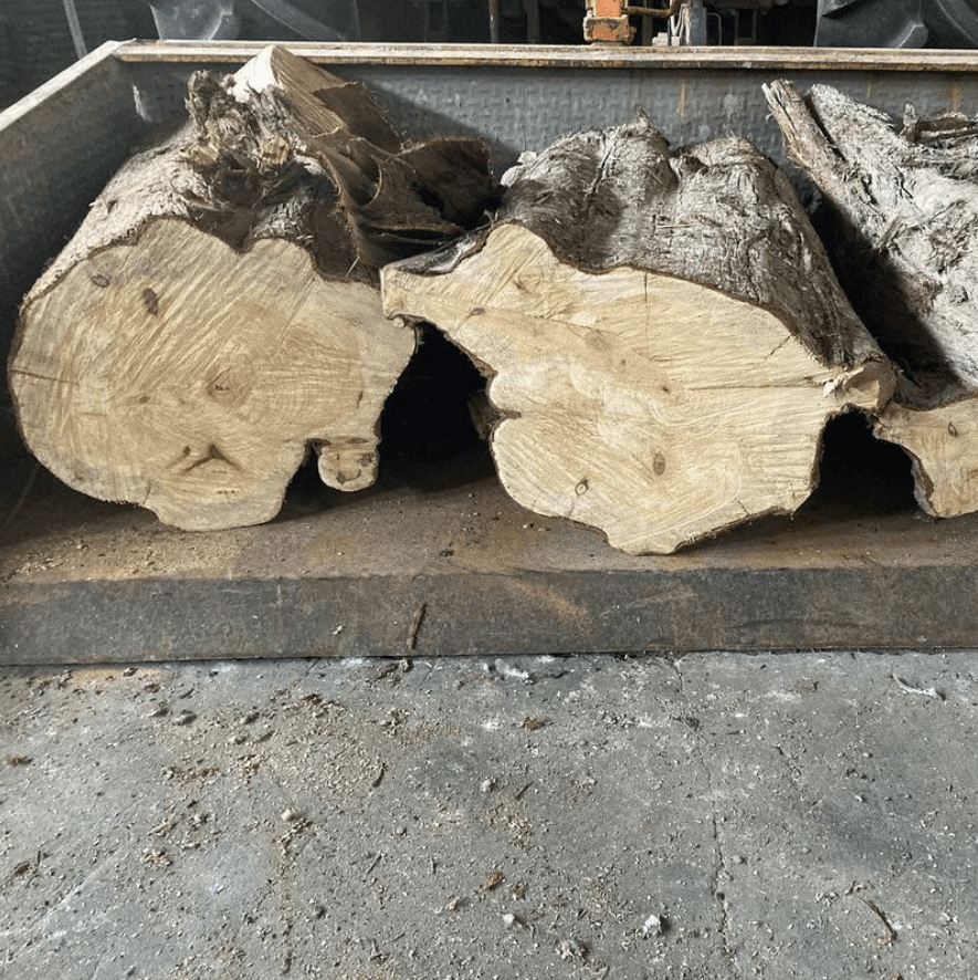 Spanische Zypresse Gitarren