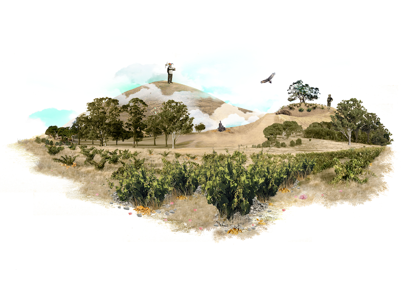 Fool on the Hill Grenache label illustration