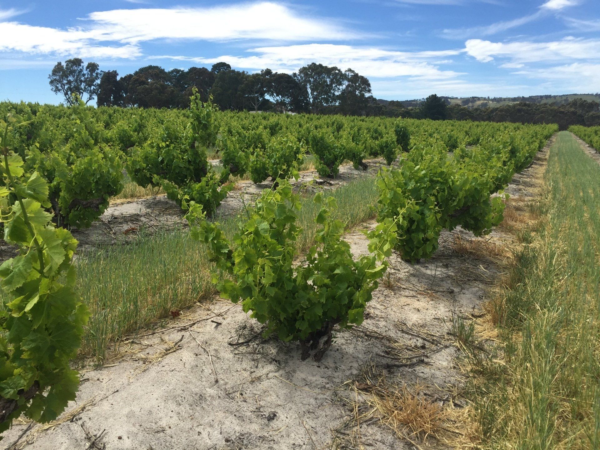 Grenache, Australian Wine, Barossa Valley, McLaren Vale, Old Vines, Orpheus, Greek Mythology